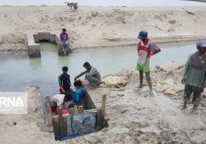 هزار تن میگو از استخرهای سواحل مکران برداشت شد