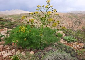 ۳۸۰ هکتار از مزارع تفتان زیر کشت گیاهان دارویی رفت