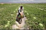 کشت هندوانه در بیآبترین استان ایران/ الگوی کشت در سیستان و بلوچستان اصلاح نشد