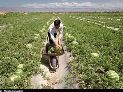 کشت هندوانه در بیآبترین استان ایران/ الگوی کشت در سیستان و بلوچستان اصلاح نشد