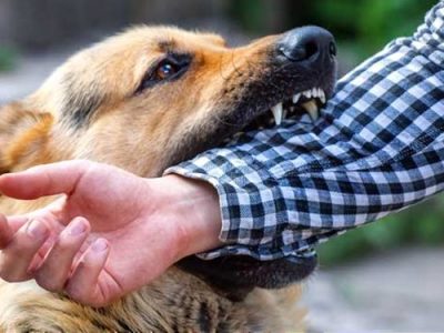 پذیرش ۱۹ مصدوم قربانی سگ گزیدگی اخیر در بیمارستان‌های زاهدان