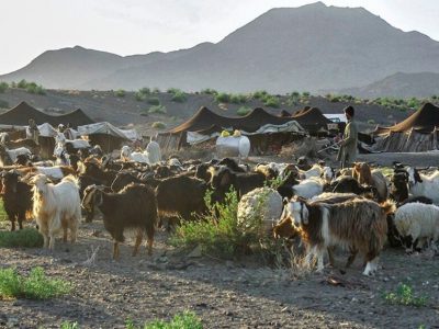 تولید ۳۰۰ تن گوشت توسط عشایر ایرانشهر