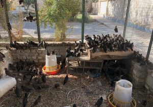 ۴۲۰ قطعه پرنده مینا و ۲۷ قلاده میمون قاچاق کشف شد