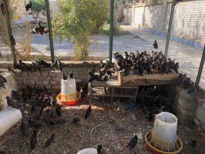 ۴۲۰ قطعه پرنده مینا و ۲۷ قلاده میمون قاچاق کشف شد