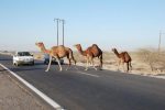 شتر، قاتل جاده‌های سیستان و بلوچستان خراسان جنوبی