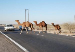 شتر، قاتل جاده‌های سیستان و بلوچستان خراسان جنوبی