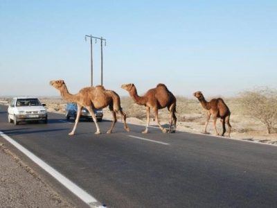 شتر، قاتل جاده‌های سیستان و بلوچستان خراسان جنوبی