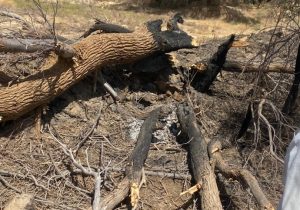 قاچاقچیان چوب آزادانه تیشه به ریشه اندک درختان سیستان می‌زنند/ چه کسی به قاچاقچیان چوب مجوز می‌دهد؟