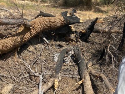 قاچاقچیان چوب آزادانه تیشه به ریشه اندک درختان سیستان می‌زنند/ چه کسی به قاچاقچیان چوب مجوز می‌دهد؟