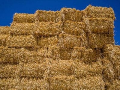 واردات علوفه از افغانستان نباید منحصر به افراد و شرکت های خاص شود