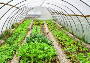 آخرین اخطار به گلخانه داران غیر فعال مجتمع سیادک زاهدان