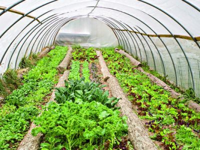 آخرین اخطار به گلخانه داران غیر فعال مجتمع سیادک زاهدان