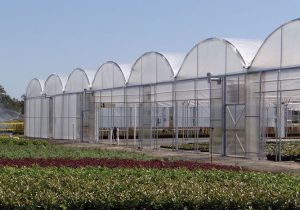 گلخانه های زاهدان محل تفریح یا محل تولید.