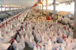 ۷۰ درصد مرغ مورد نیاز سیستان و بلوچستان از سایر استانها تامین می شود