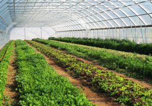 گلخانه های سیادک، ایجاد فرصت یا تهدید سرمایه؟