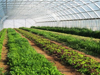 گلخانه های سیادک، ایجاد فرصت یا تهدید سرمایه؟