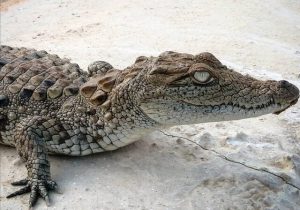 بارش‌های زمستانی قلمروی گاندوها را تغییر می دهد