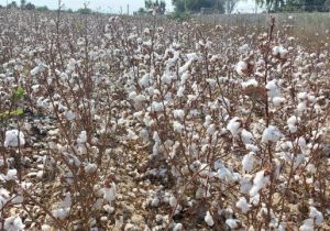 کشت قراردادی پنبه در سیستان و بلوچستان از شهرستان دلگان آغاز شد