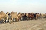 چرای شتر در بستر تالاب، جان انسان ها را تهدید می کند/ در صورت ادامه این روند، فصل های بعدی مسئله ریزگرد ها را به شدت خواهیم داشت