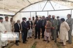 استاندار: برندسازی محصولات کشاورزی تولیدی سیستان و بلوچستان ضروری است
