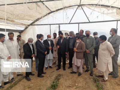 استاندار: برندسازی محصولات کشاورزی تولیدی سیستان و بلوچستان ضروری است