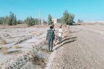 حدود دو هزار اصله نهال در حاشیه جاده روستا غرس شد | ضرورت اجرای طرح رزاق در منطقه سیستان