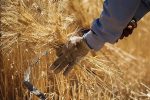 خرید تضمینی گندم در سیستان و بلوچستان آغاز شد