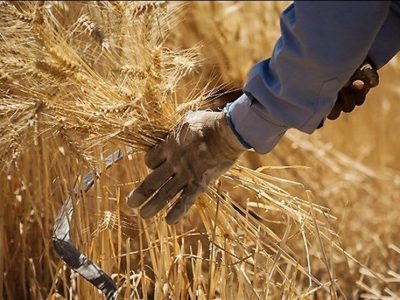 خرید تضمینی گندم در سیستان و بلوچستان آغاز شد