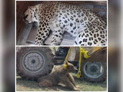 خرس قهوه‌ای و پلنگ ایرانی قربانی نا آگاهی مردم و تعلل مسئولان!