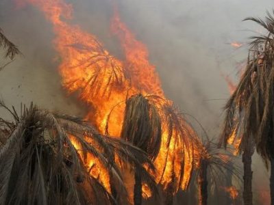 آتش‌سوزی در نخلستان‌های نیکشهر/ دو هزار درخت مثمر ‌خاکستر شد