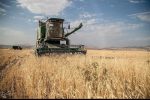 خرید تضمینی گندم در منطقه سیستان آغاز شد