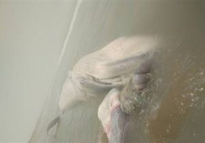 لاشه یک نهنگ در ساحل بندر “بریس” چابهار کشف شد