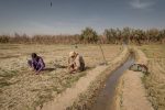 مدیریت کشاورزی در دوران بحران آب