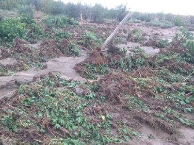 مونسون ۳۶۰۰ میلیارد تومان به بخش کشاورزی سیستان و بلوچستان خسارت وارد کرد