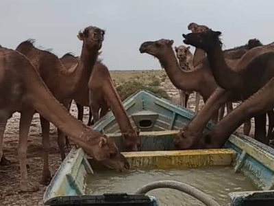 چرای بی رویه دام و تردد وسایط نقلیه در بستر تالاب، ریزگرد های سیستان‌ را افزایش می دهد / سازمان محیط زیست در این قبال بسیار ضعیف، ناکارآمد و منفعلانه عمل کرده است