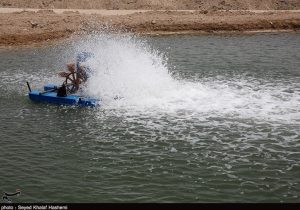 میگوی گواتر به چین و جنوب شرق آسیا صادر میشود