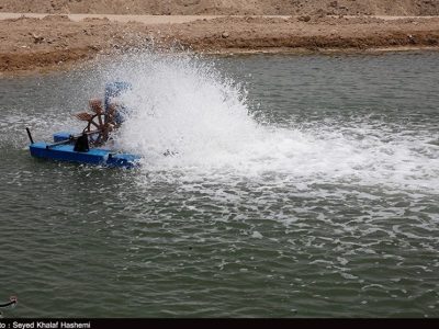 میگوی گواتر به چین و جنوب شرق آسیا صادر میشود
