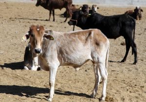 دامداری سیستان‌ نیاز به احیای فوری دارد