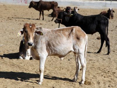 دامداری سیستان‌ نیاز به احیای فوری دارد