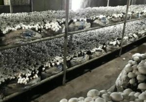 گریزی به مشکلات و معضلات تولید و کارآفرینی در سیستان