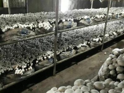 گریزی به مشکلات و معضلات تولید و کارآفرینی در سیستان