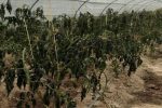 وارد آمدن خسارت میلیاردی به بخش کشاورزی در منطقه سیستان با وقوع سرمای از پیش اعلام شده!