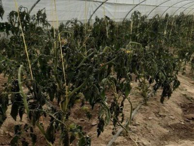 وارد آمدن خسارت میلیاردی به بخش کشاورزی در منطقه سیستان با وقوع سرمای از پیش اعلام شده!