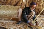 خبر خوش برای مردم سیستان؛ اخذ مجوز واردات گیاه لوئی (خولک) از کشور افغانستان