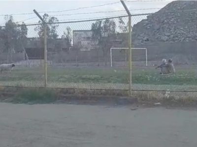 دو مرکز مهم ورزشی زاهدان، مکانی برای چرای دام و برداشت علوفه