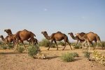 تالاب خشکیده هامون زیر سُم شتران