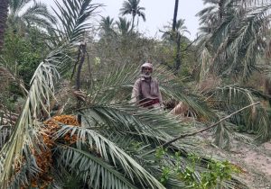 سیلاب بلوچستان؛ دسترنج یکساله کشاورزان را نابود کرد/ خسارت ۷۷۰میلیارد تومانی به بخش کشاورزی