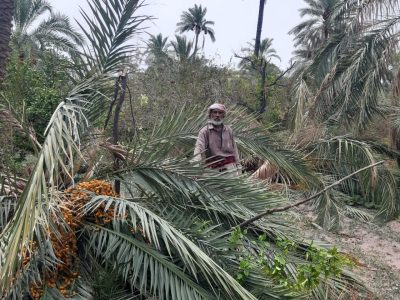 سیلاب بلوچستان؛ دسترنج یکساله کشاورزان را نابود کرد/ خسارت ۷۷۰میلیارد تومانی به بخش کشاورزی