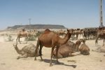 تاخت و تاز شتران در بستر خشکیده تالاب بین المللی هامون