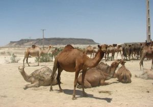 تاخت و تاز شتران در بستر خشکیده تالاب بین المللی هامون